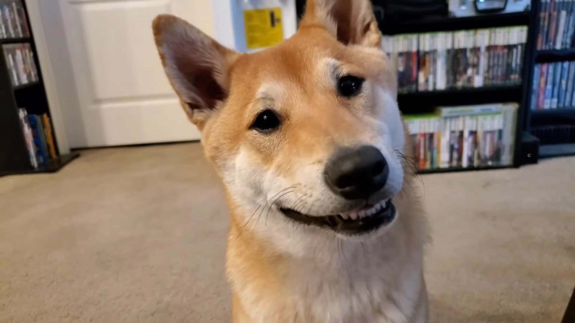 Shiba Inu Named Peanut Butter Speedruns Retro Nintendo Game
